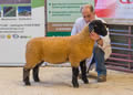 Lot 40 Reserve Female Champion sold for 720 gns